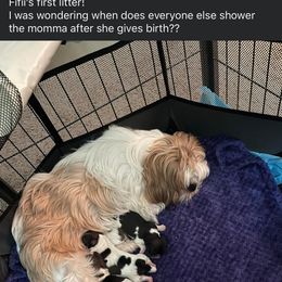 Shih Tzu Puppies from Leslie’s Shih Tzus