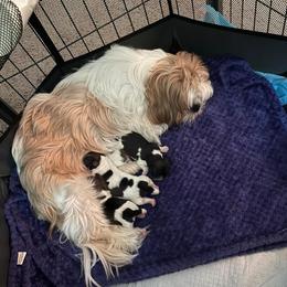 Shih Tzu Puppies from Leslie’s Shih Tzus