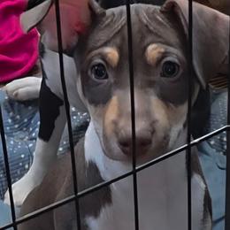 Pumpkin - White, chocolate and tan male Rat Terrier puppy in Ukiah, California from Poem's Haven Rat Terriers..AKA Mysthaven Rat Terriers