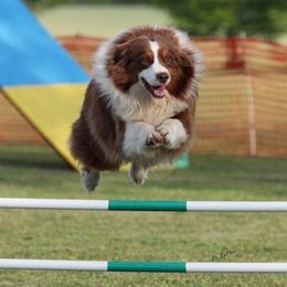 Australian Shepherd All Grown Up from Marquis