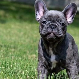 French Bulldogs from Southern Ark French Bulldogs