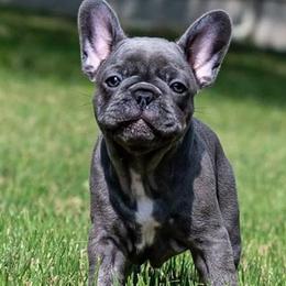 French Bulldogs from Southern Ark French Bulldogs
