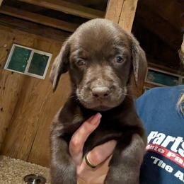 Girl 8 - Chocolate female Labrador Retriever puppy in Belchertown, Massachusetts from C Eastons Chocolate Lab - Pups Available