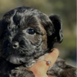 Yorkipoos from Yorkiepoo