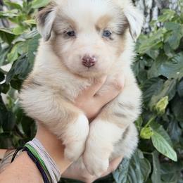 Nicole's RMF1 - Red merle female Miniature Australian Shepherd puppy in Goliad, Texas from Sassy Lil Aussies and Diamond W Poodles