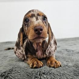 Chocolate and tan dapple male - Chocolate and tan male Dachshund puppy in Belle Rive, Illinois from Akin's Miniature Dachshunds, LLC