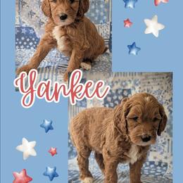 Yankee - Apricot male Goldendoodle puppy in Coarsegold, California from Hobbit Hollow Acres