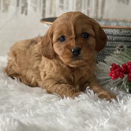 Avonlea - Apricot female Cavapoo puppy in Lagrange, Indiana from Heavn Sent Acres