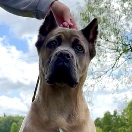 Cane Corso from MVK9