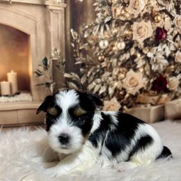 Boy 2   3300 - Black tan and white male Biewer Terrier puppy in Nicholls, Georgia from Southeast Biewers
