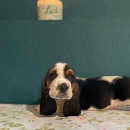 Aladdin - Black brown and white male Basset Hound puppy in Remington, Virginia from Lotus Rose Basset hounds