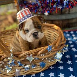 Daisey - Red and white female Bulldog puppy in Arlington, Washington from Stout's Hunting Labs and trsbullies