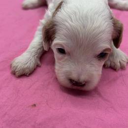 Trinity - Blenheim female Cavapoo puppy in Burke, New York from Patti’s Puppies