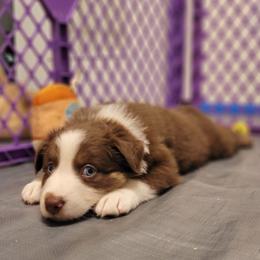 Australian Shepherd Puppies from RussKris Farms Aussies