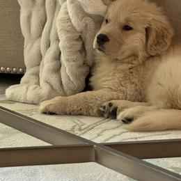 Golden Retriever Puppies from Dogwood Springs Golden Retrievers