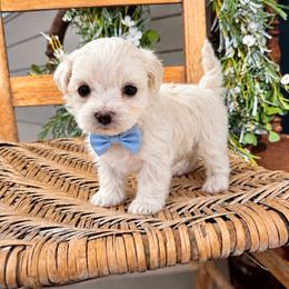 Willow - Cream male Maltipoo puppy in Dover, Florida from Country Cottage Puppies