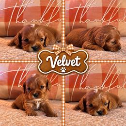 Velvet - Red female Cavapoo puppy in Mayo, Florida from Kingston’s Cavaliers