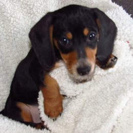 Dachshund Puppies from Hot Lil' Doggies  Dachshunds