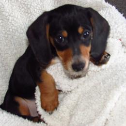 Dachshund Puppies from Hot Lil' Doggies  Dachshunds