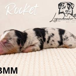 Rocket - Blue merle male Toy Australian Shepherd puppy in Leitchfield, Kentucky from Legendmaker MAS