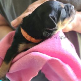 "phantom girl" Bernedoodle Puppies from Sanchez Bernedoodle Puppies