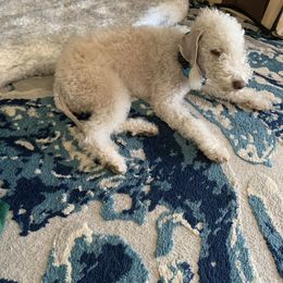 Barbosa - Bedlington Terrier