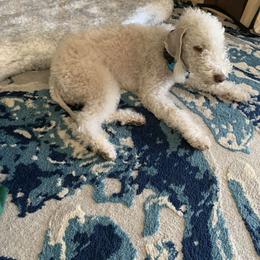 Barbosa - Bedlington Terrier