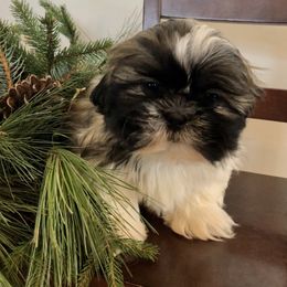 Fletcher - Gold and white Shih Tzu puppy in Manheim, Pennsylvania from Josh’s Pups