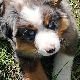 Calvin - Blue merle male Toy Australian Shepherd puppy in Elgin, Oregon from LongMile Aussies