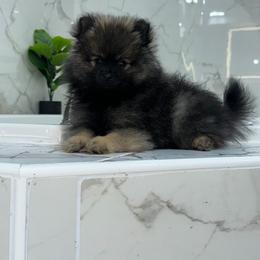 Rusty - Tri-colored male Pomeranian puppy in Woonsocket, Rhode Island from Precious Paws by Jai