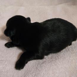 Midnight shine baby girl - Black female Shih Tzu puppy in Roanoke, Virginia from Adeline Joys Shih tzus of Roanoke Virginia