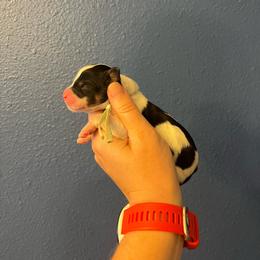 Teal - Tri-color female Bernedoodle puppy in Casper, Wyoming from 307 Doodles