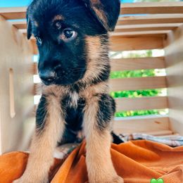 German Shepherd Puppies from Sand Hill Shepherds & Setters