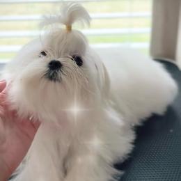 Maltese puppies from Made to Love Maltese LLC