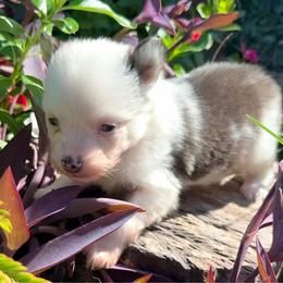 Splash coat boy - Black and white male Pomsky puppy in Enid, Oklahoma from Mile Hi Pomskies