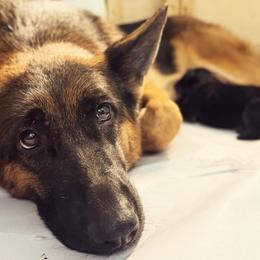 German Shepherd Puppies from vom Hermes German Shepherds