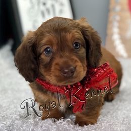 Dachshund Puppies from The Royal Kennel