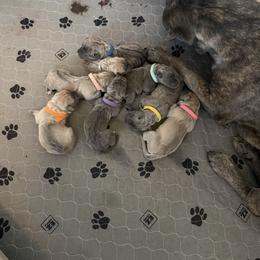 Mint - Gray brindle female Cane Corso puppy in Briggs, Texas from Capital City Corso’s