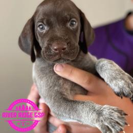 Female 1 - Liver roan female German Shorthaired Pointer puppy in Weeki Wachee, Florida from River Ridge GSP