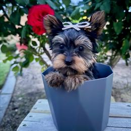 Boy 1 bigger - Black and gold male Yorkshire Terrier puppy in Bakersfield, California from Yorkie To My Heart