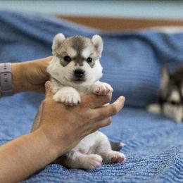 Twinkle - Gray and white female Siberian Husky puppy in North Miami, Florida from Kardrovi Siberians