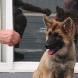 Shiloh Shepherd Puppies from Solace Shilohs