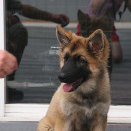 Shiloh Shepherd Puppies from Solace Shilohs