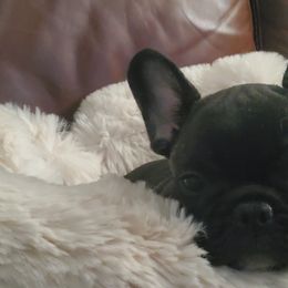 Boy 2 - French Bulldog puppy in Cape Coral, Florida from Arralaine Pups