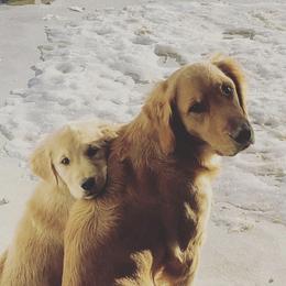 Golden Retrievers from Ivy’s Goldens