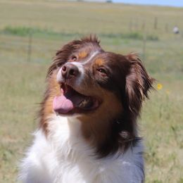 Australian Shepherds from Tréad Tines Aussies