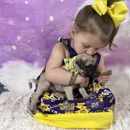 Pug Puppies from Lindsay’s Cenla Pugs!