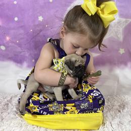 Pug Puppies from Lindsay’s Cenla Pugs!