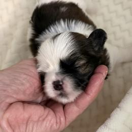 Karney - Tricolor male Shih Tzu puppy in Tallahassee, Florida from Bows and Bow Ties