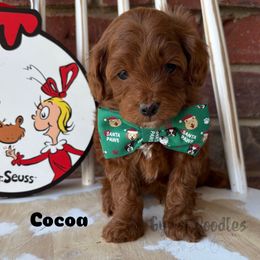 CoCoa - Red male Cavapoo puppy in Herriman, Utah from Gypsi Doodles & Poodles LLC.